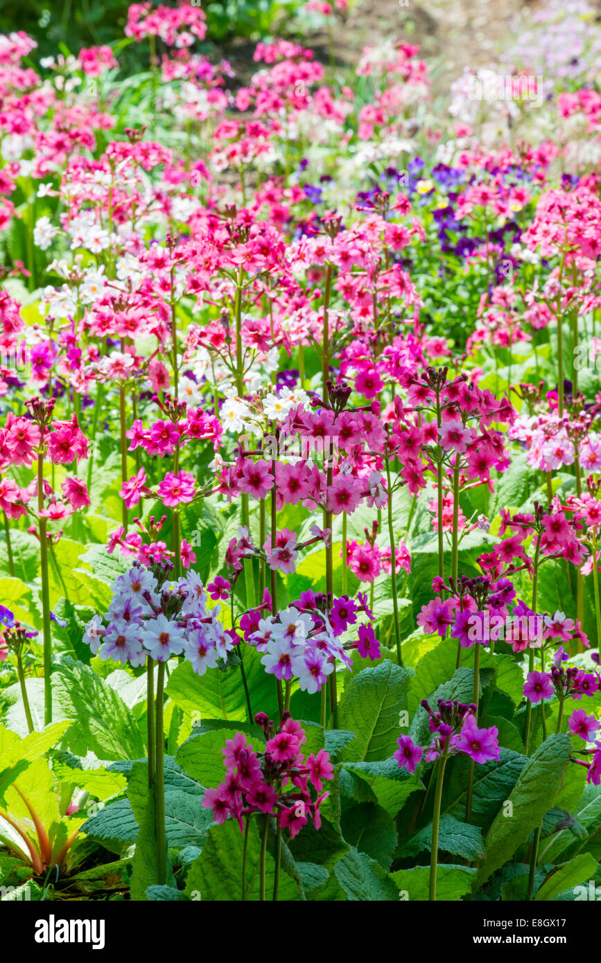 Japanese primrose primula japonica hires stock photography and images