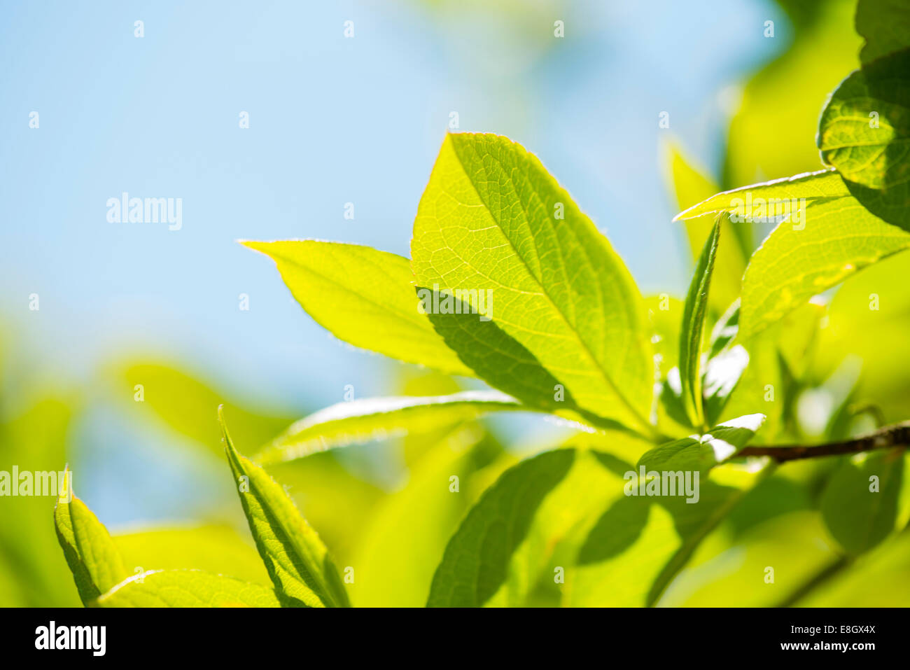 Green Leaves Stock Photo