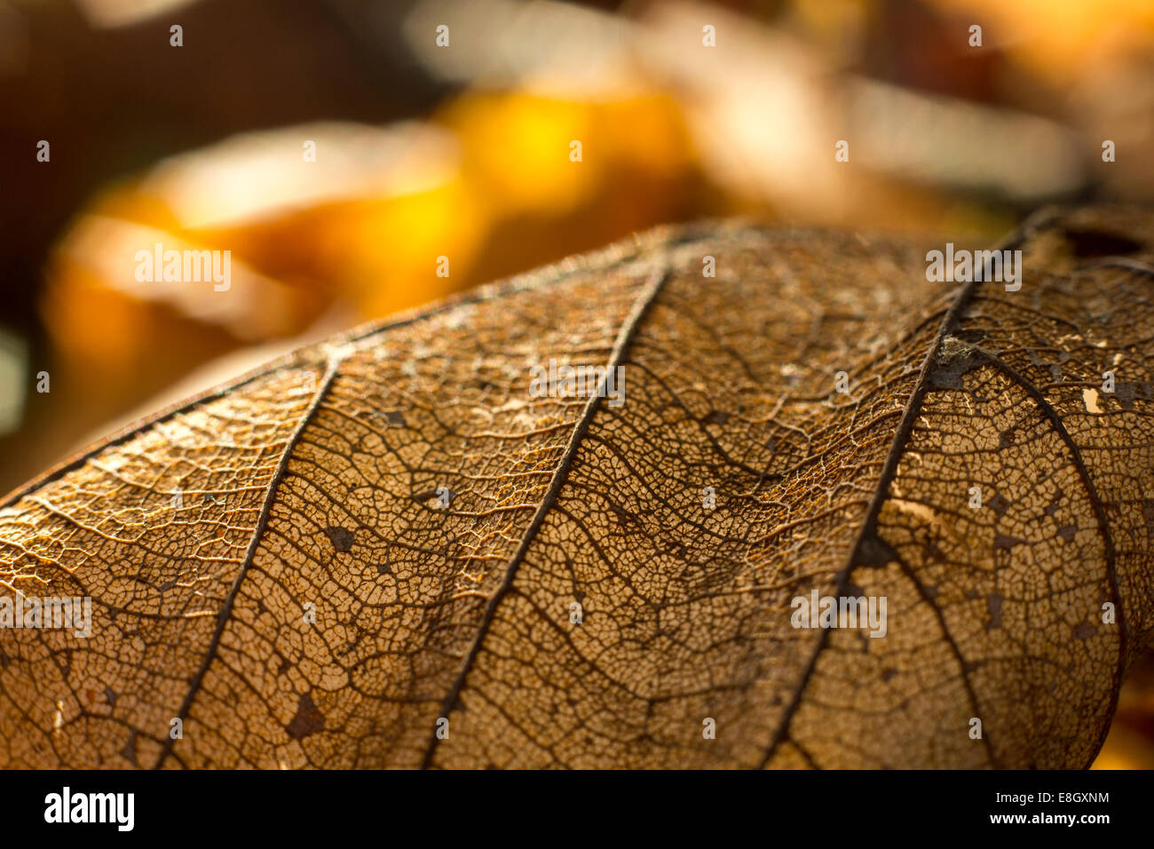 Withered leaf hi-res stock photography and images - Alamy
