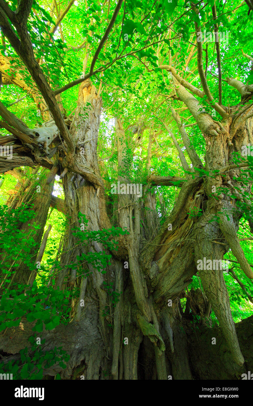 Giant ginkgo tree hi-res stock photography and images - Alamy