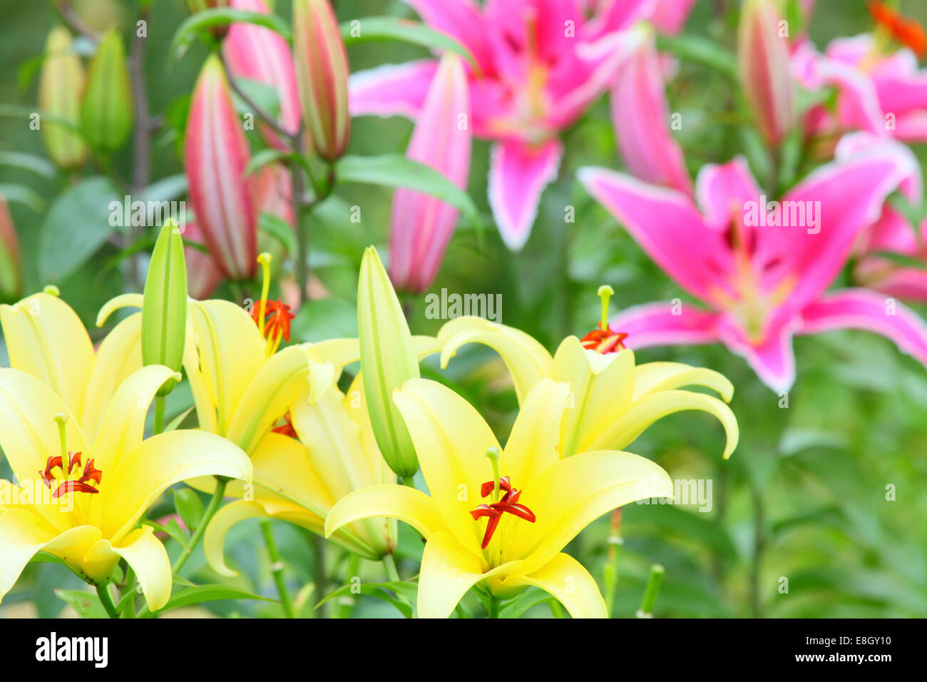Lily flowers high above hi-res stock photography and images - Alamy