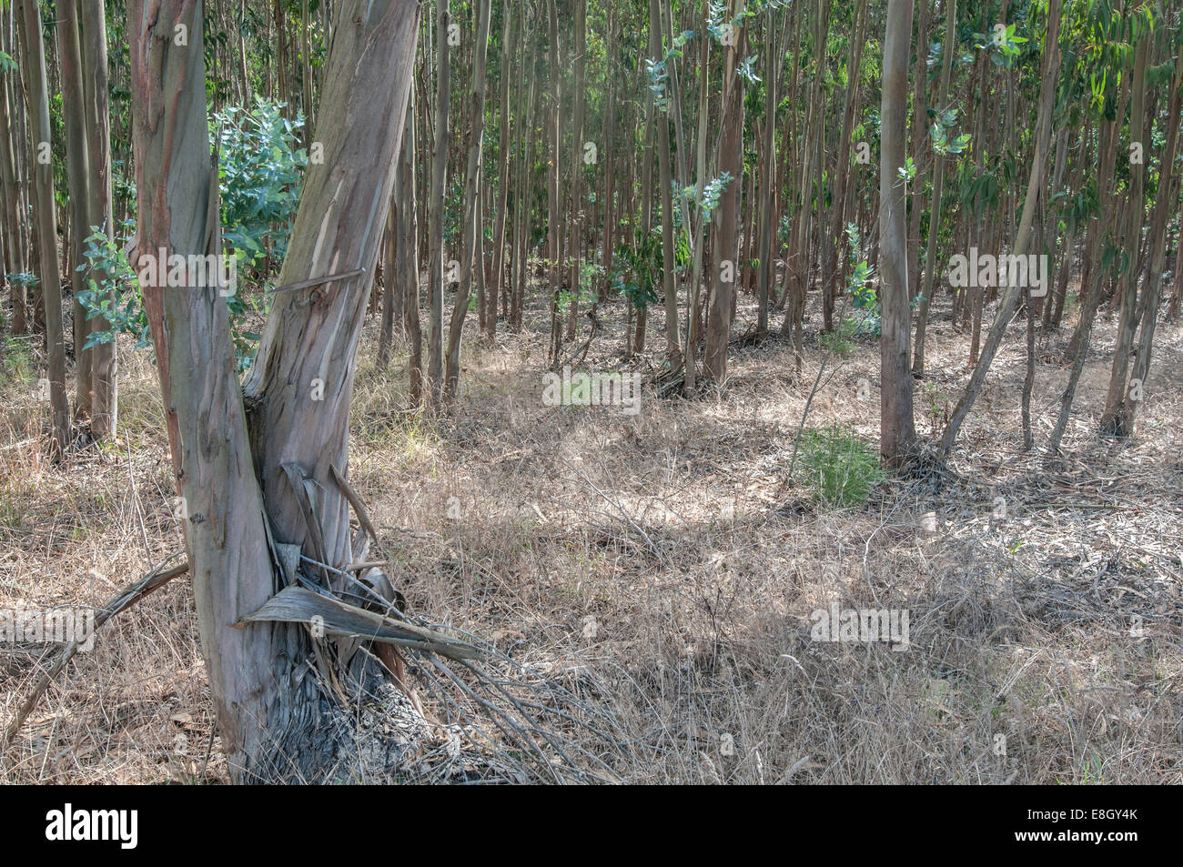 Eucalyptus (Blue Gum: Eucalyptus globulus) plantation, Portugal. Stock Photo