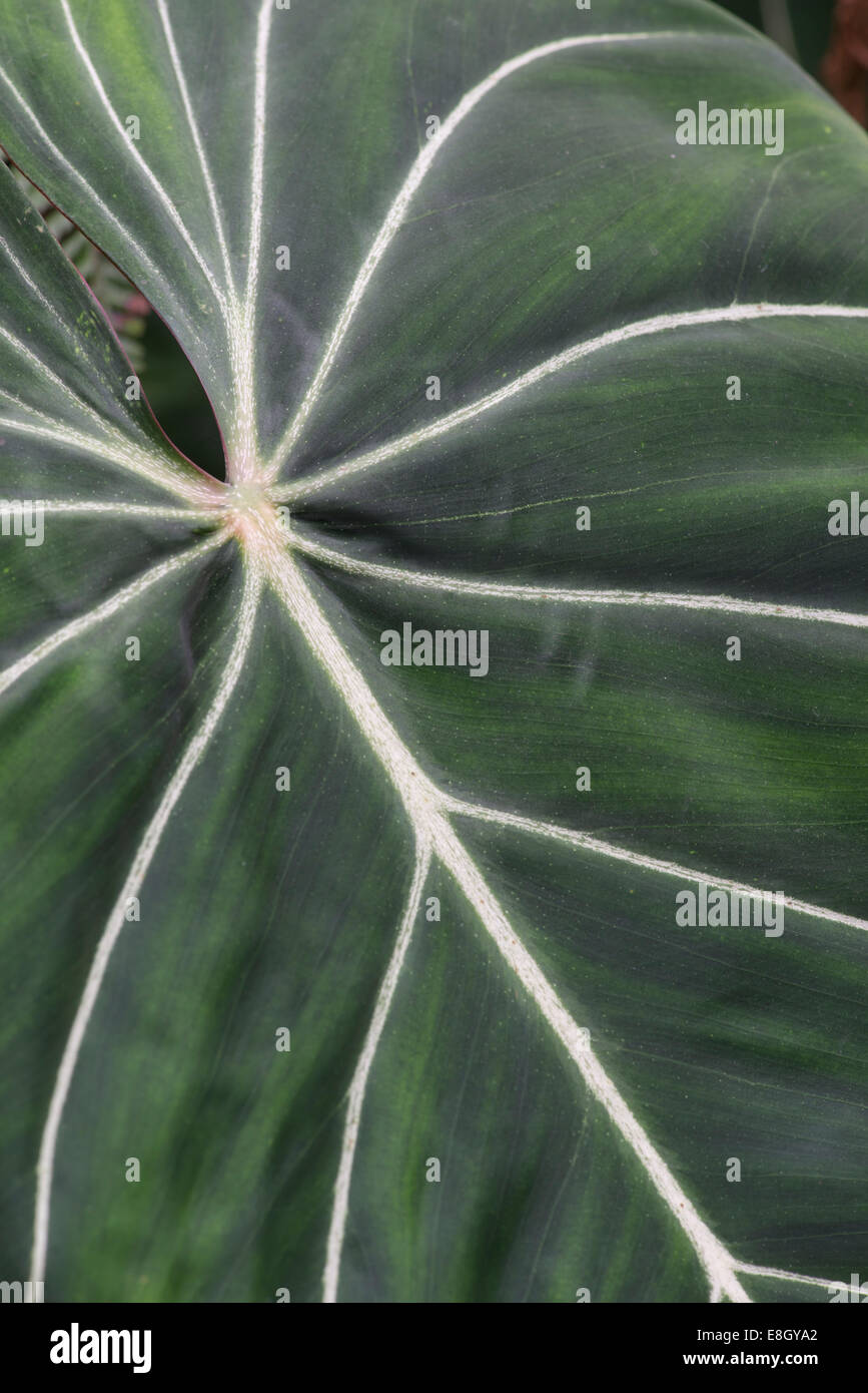 Structure of a leaf hi-res stock photography and images - Alamy