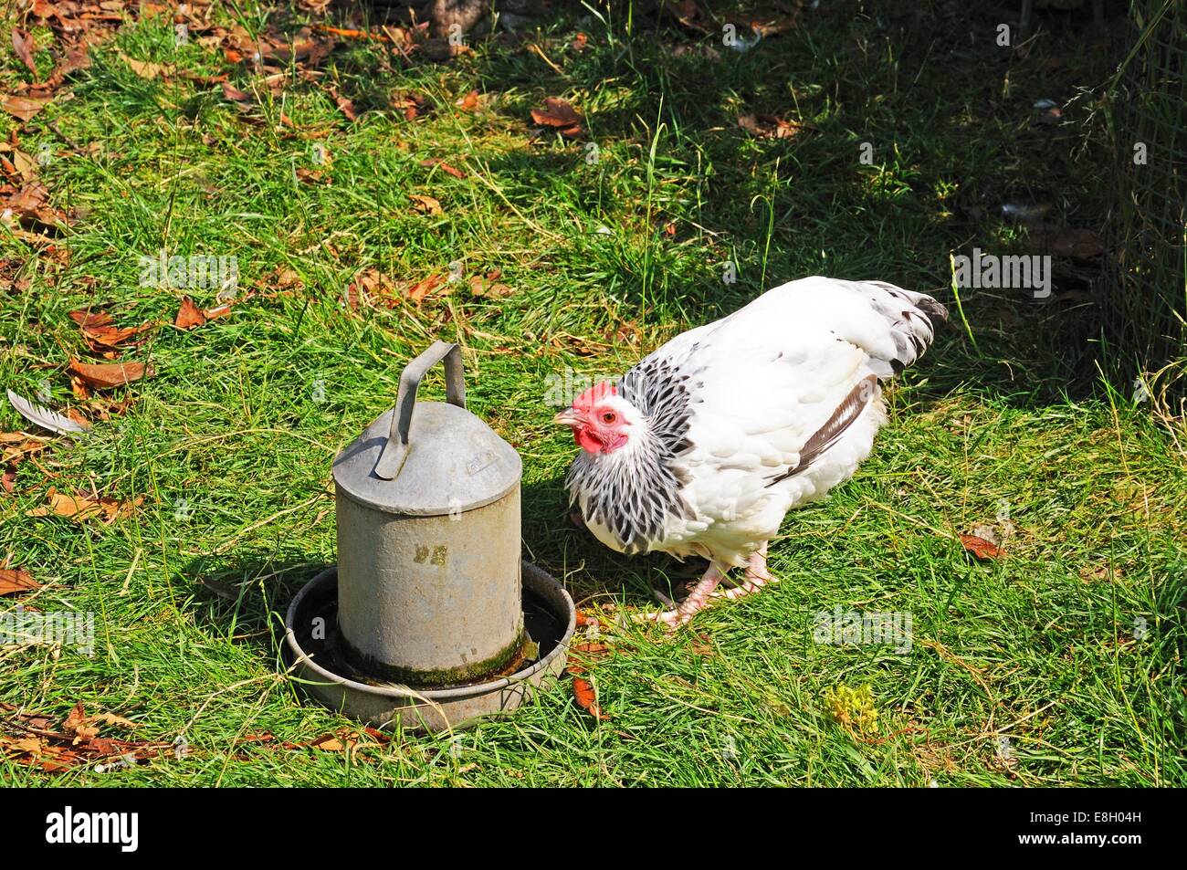 White free range Light Sussex Bantam drinking water from a tin container, England, UK. Stock Photo