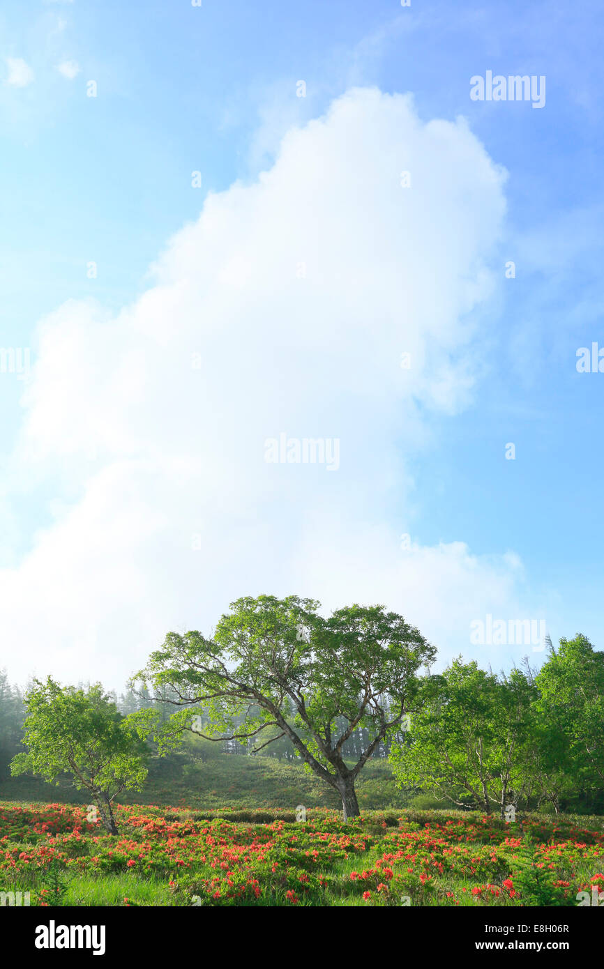 Page 3 Rhododendron Morning Cloud High Resolution Stock Photography And Images Alamy