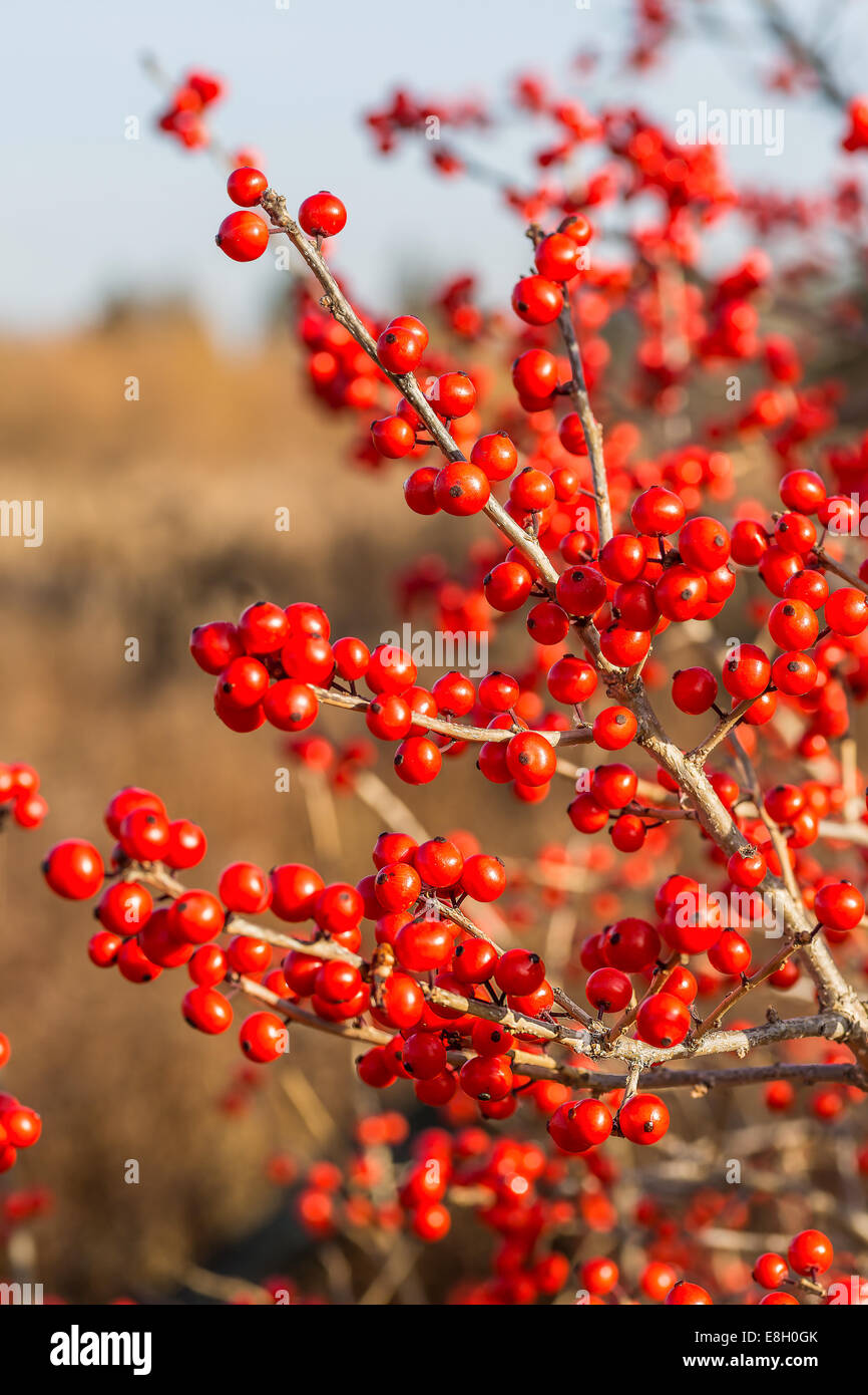 Ilex verticillata, the winterberry, is a species of holly native to eastern North America in the United States and Canada. Stock Photo