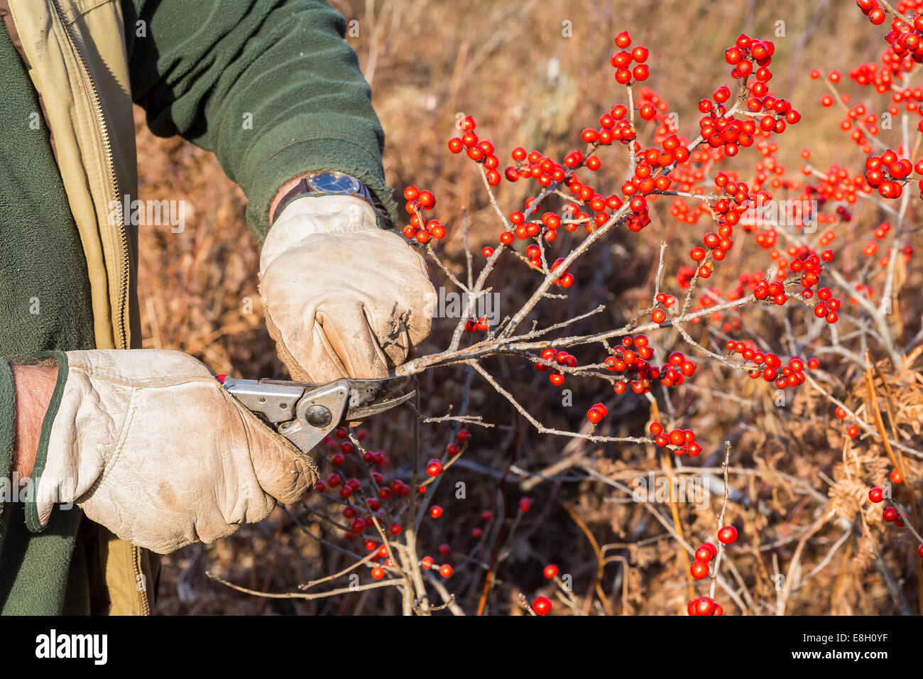Ilex verticillata, the winterberry, is a species of holly native to eastern North America in the United States and southeast Can Stock Photo