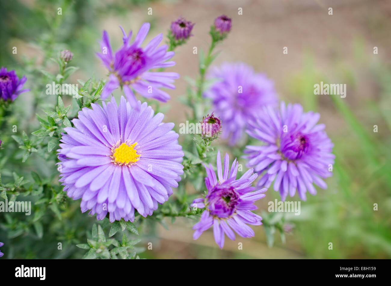 Chrysanthemum and grass High Resolution Stock Photography and Images ...