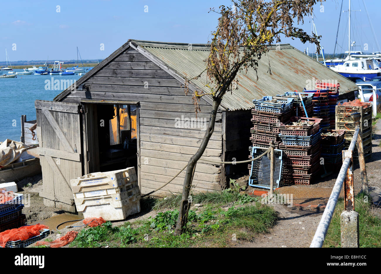 West Mersea Oyster Shed Stock Photo Alamy