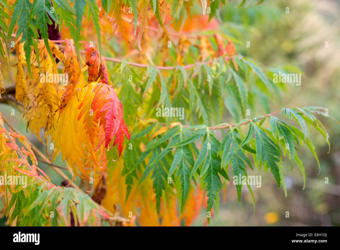 Rhus Typhina. Staghorn sumac or Stag's horn sumach plant in autumn Stock Photo