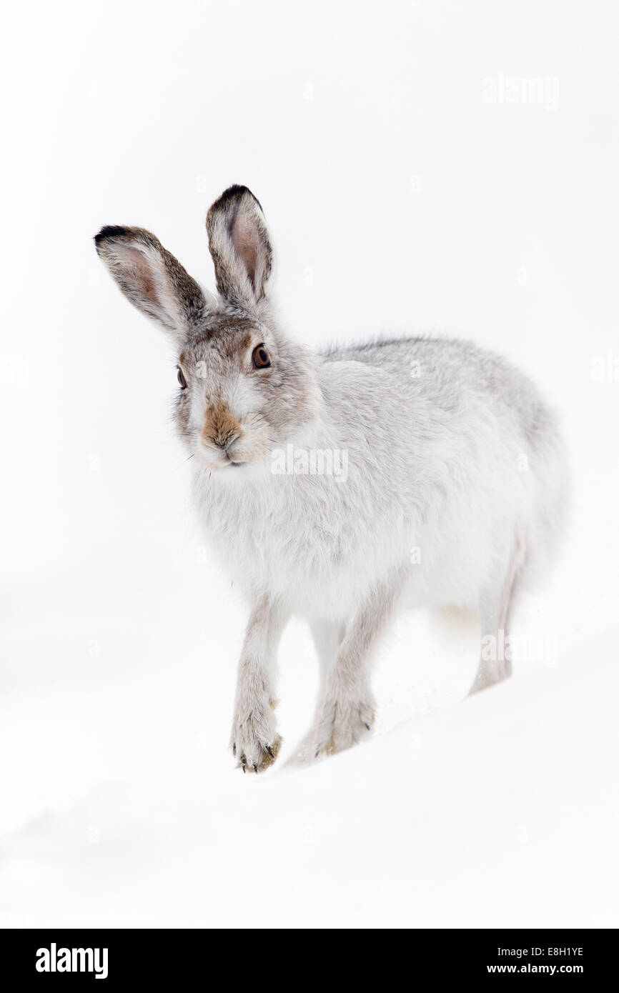 Mountain Hare (Lepus timidus) close-up portrait of adult in white winter coat Stock Photo