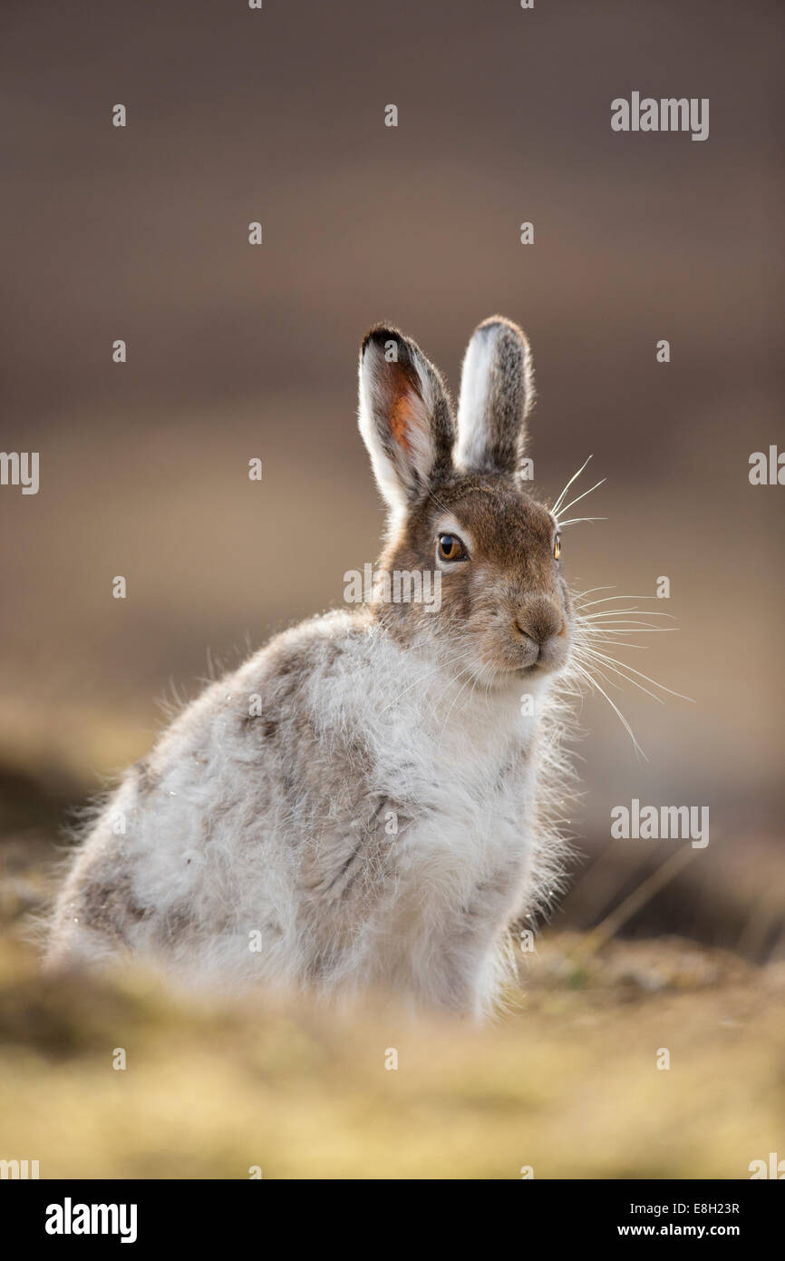 Mountain Hare Lepus Timidus Portrait Of Adult In Spring Coat Sitting On Moorland Stock Photo Alamy
