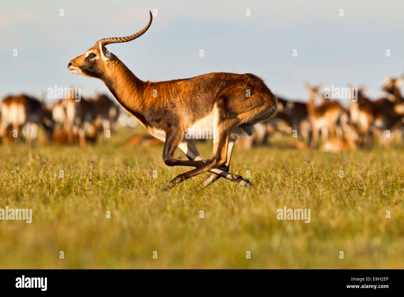 A black lechwe runs to defend its territory on lush flooded grasslands ...