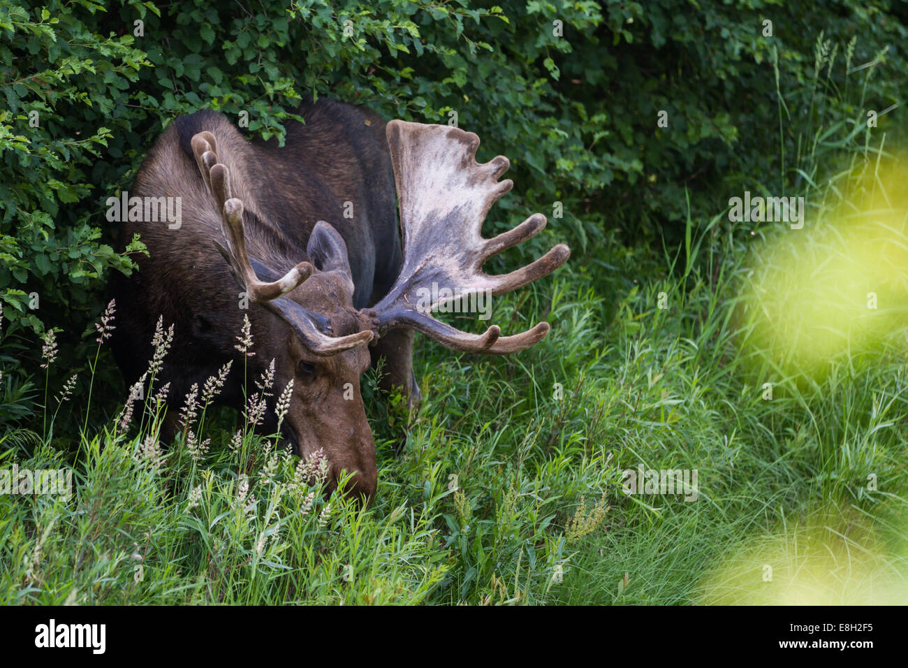 Moose eating plants hires stock photography and images Alamy