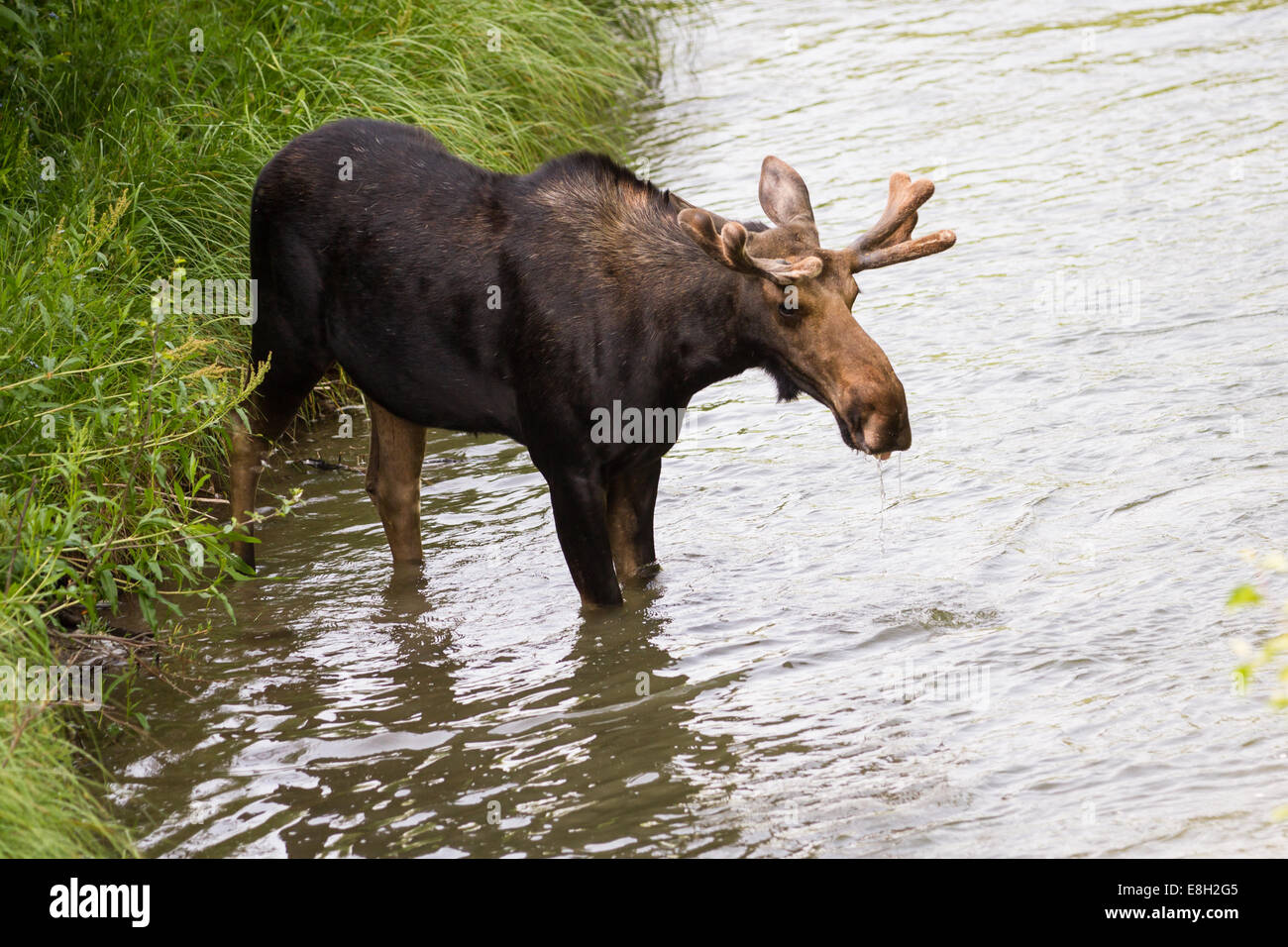 Young male moose hi-res stock photography and images - Alamy