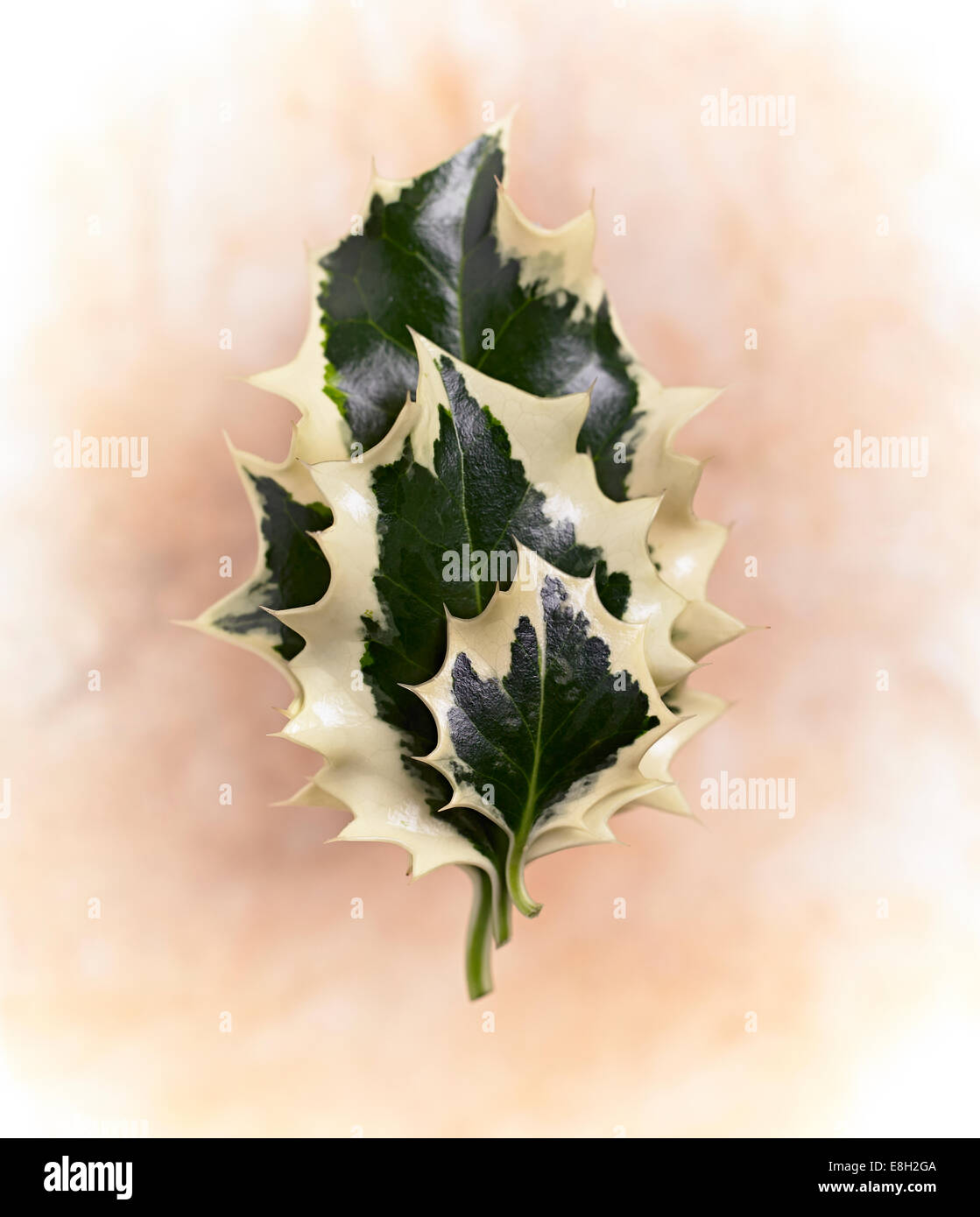 Three variegated Holly leaves on top of each other looking like a tree Stock Photo