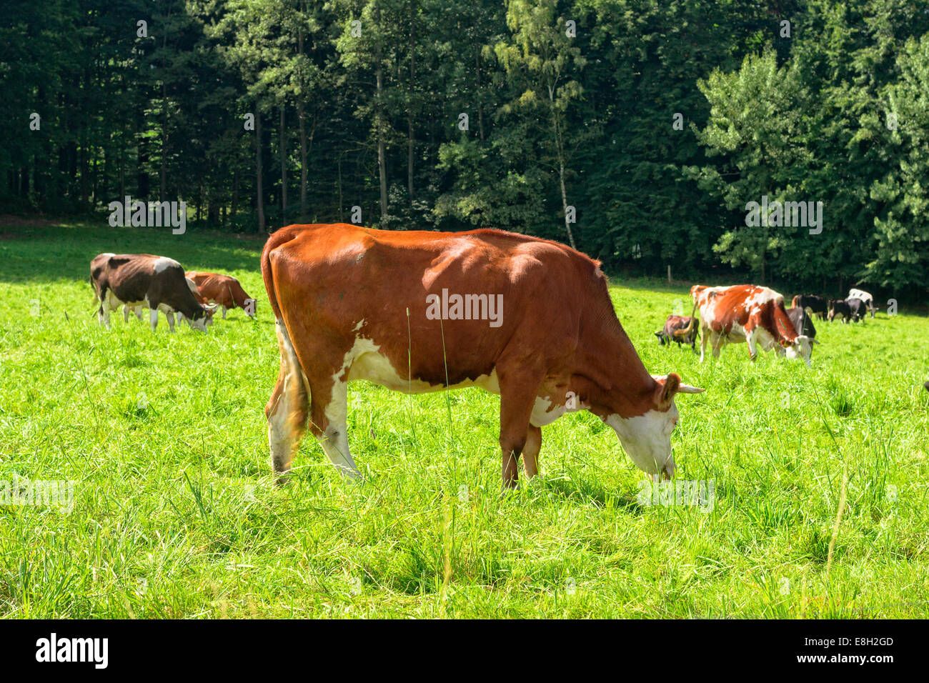 Cows on a green meadow in summer sunny day Stock Photo - Alamy