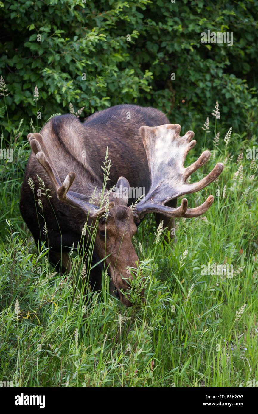Moose eating plants hires stock photography and images Alamy
