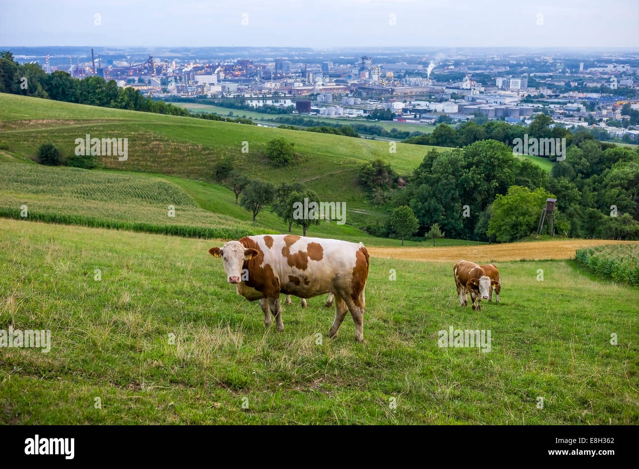 Austria, Upper Austria, Linz, Cows on alp, Industrial area in the background Stock Photo