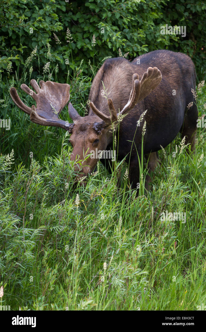 Moose eating plants hires stock photography and images Alamy