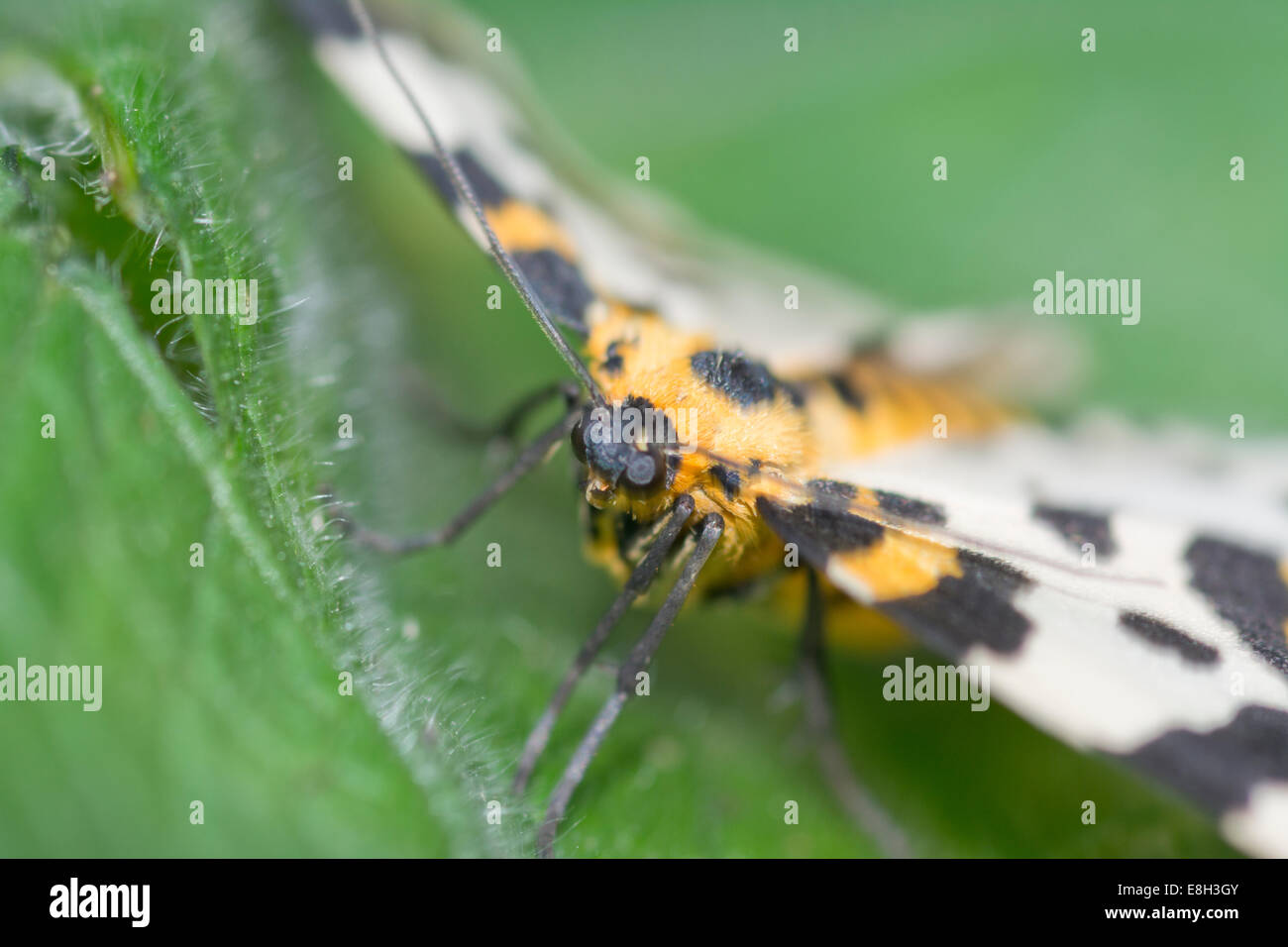 Abraxas grossulariata, Magpie moth or The Magpie Stock Photo
