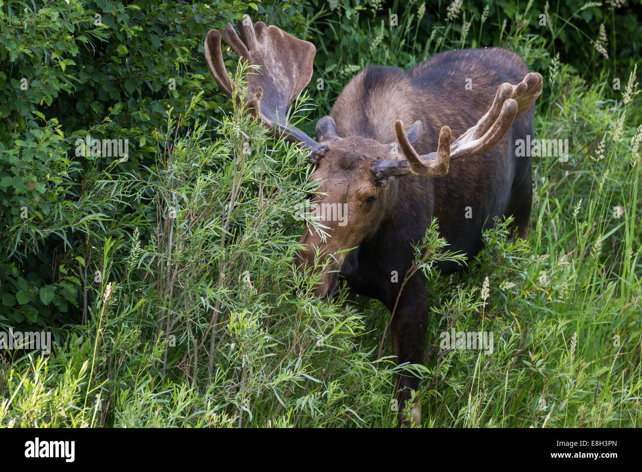 Moose eating leaves hires stock photography and images Alamy