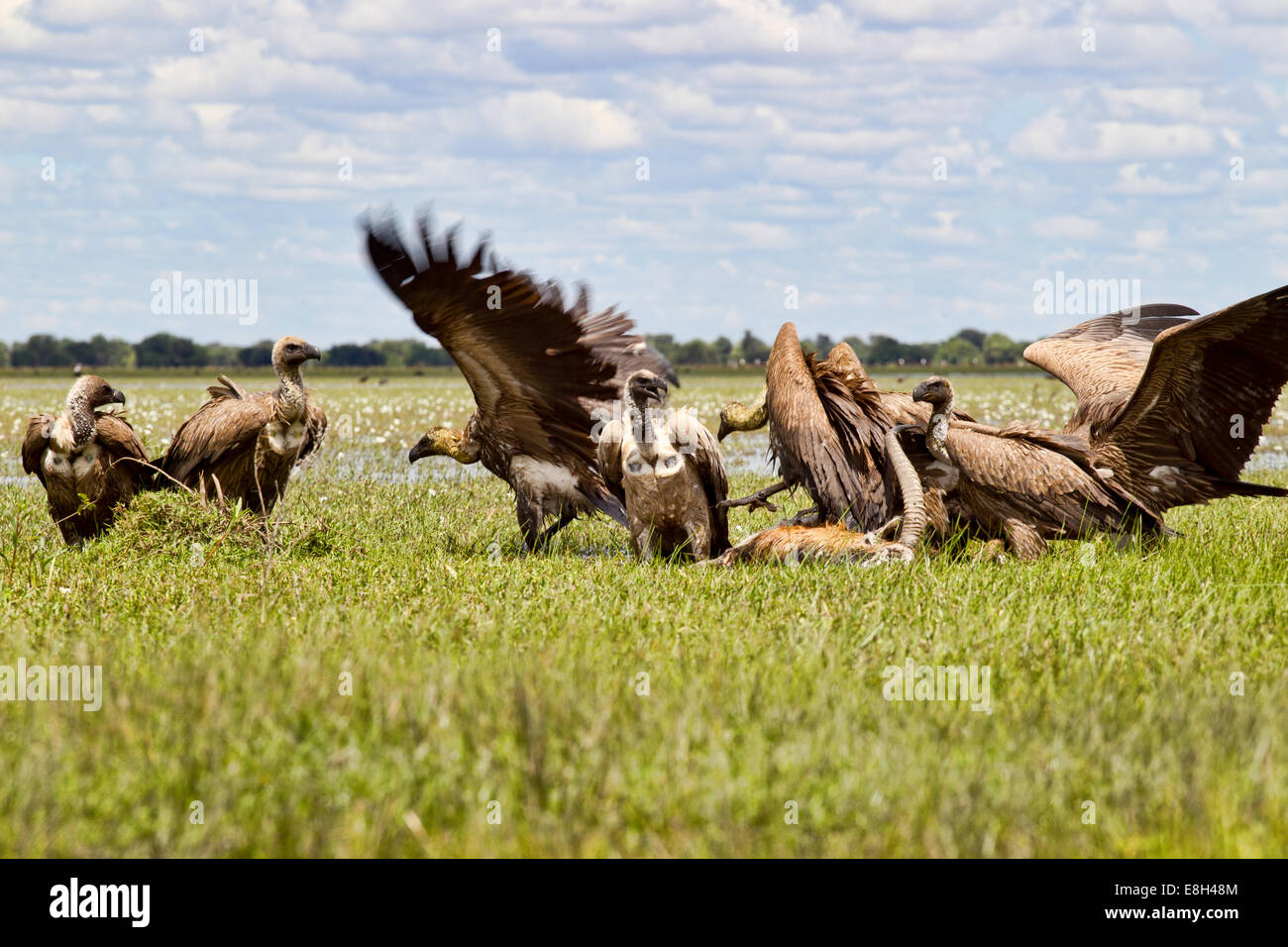 Vultures fight over a black lechwe carcass in Bangweulu Wetlands, Zambia. Stock Photo