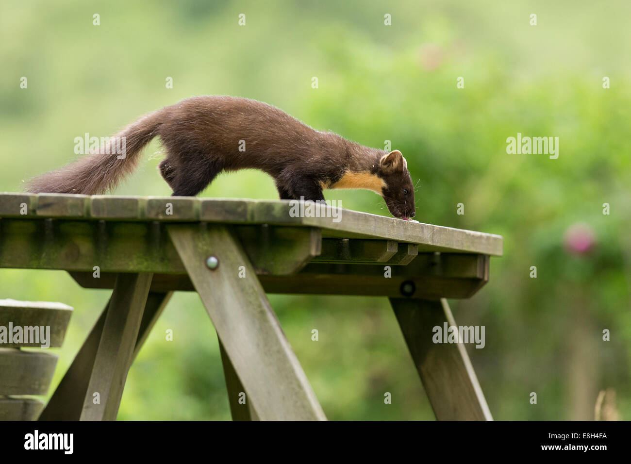 Pine Marten (Martes martes) feeding on scraps left on picnic table in garden Stock Photo