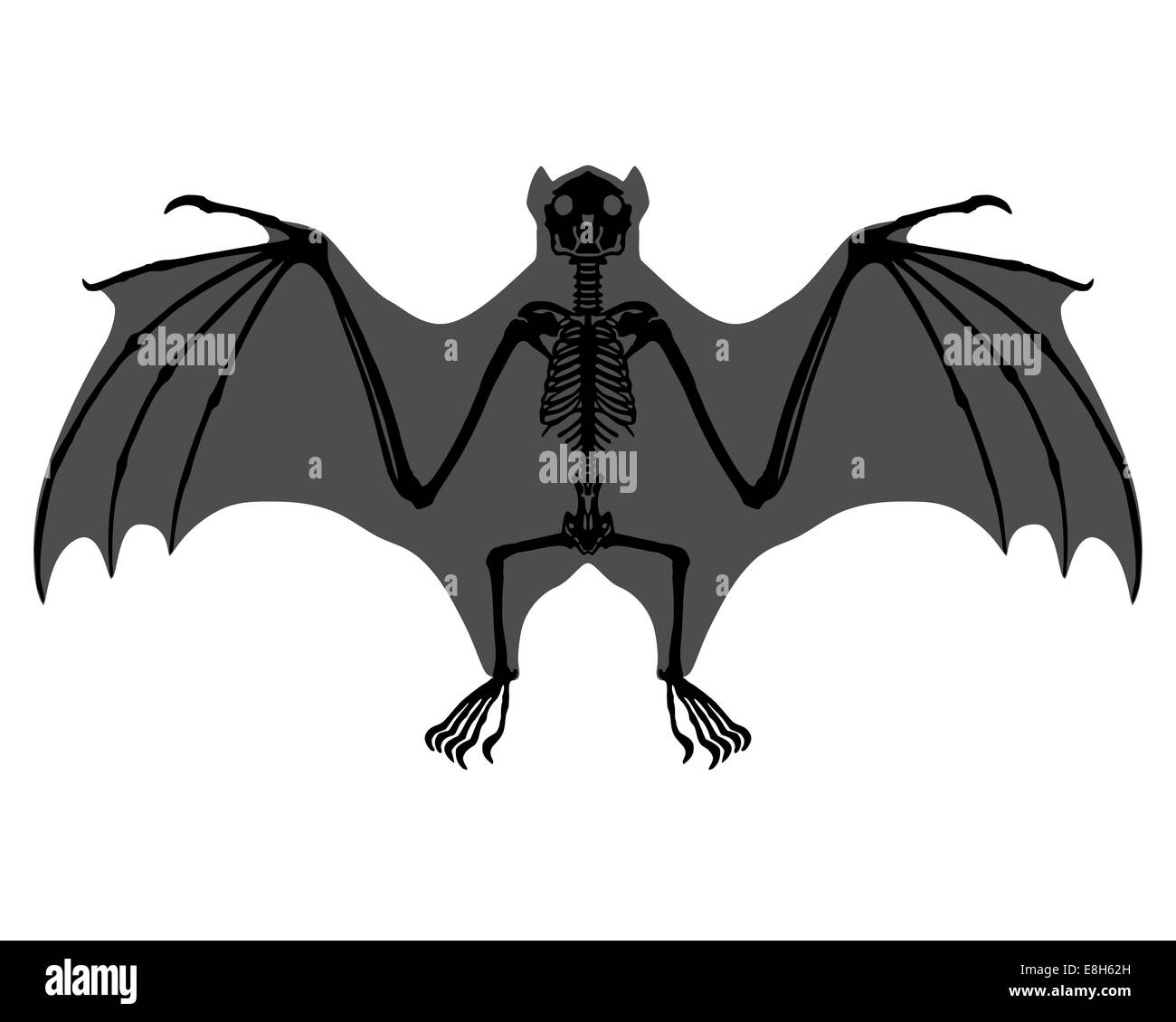 Bat mammal bones skeleton hires stock photography and images Alamy