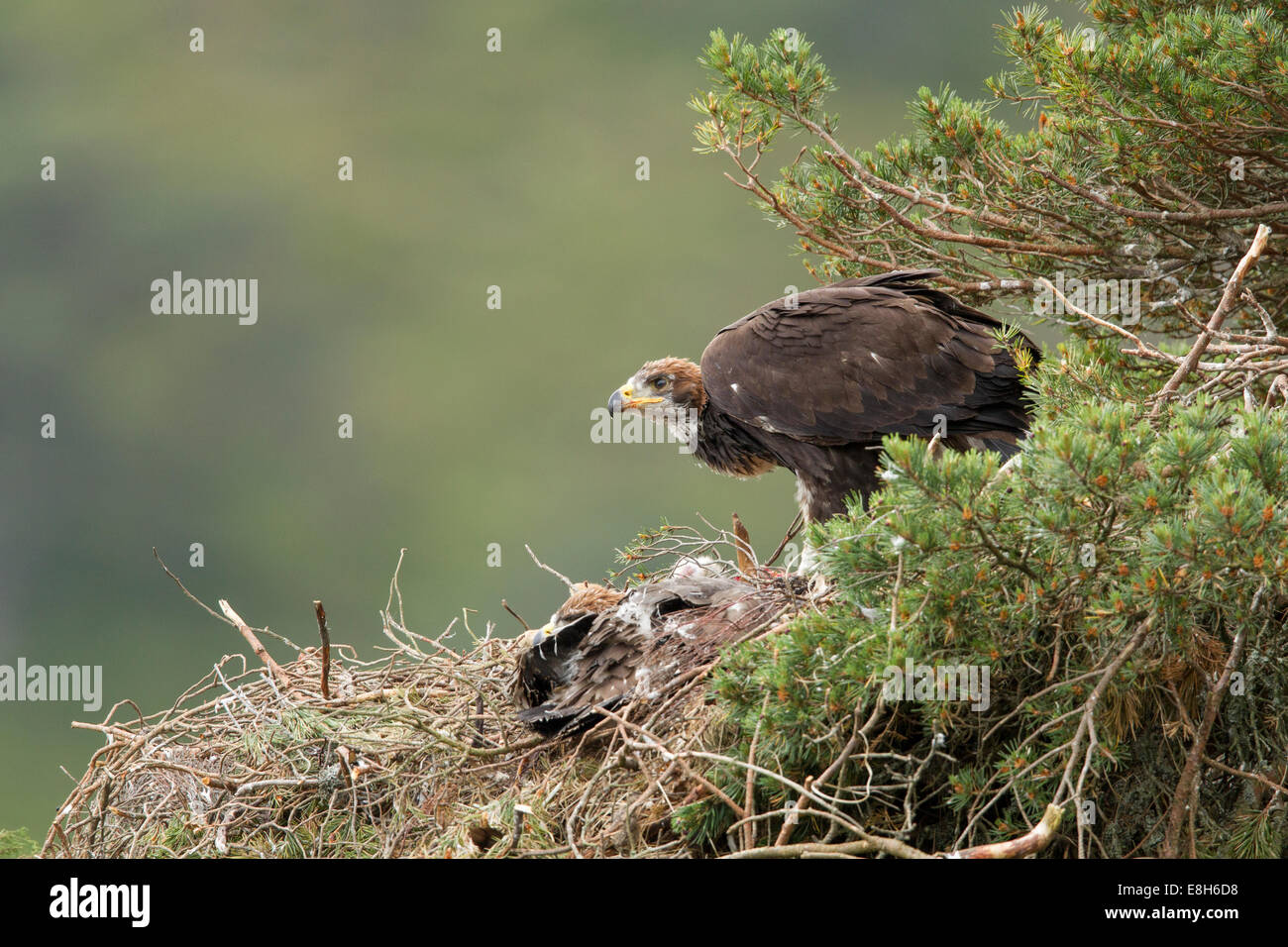 Golden Eagle (Aquila chrysaetos) 9-10 week old eaglet in nest Stock Photo