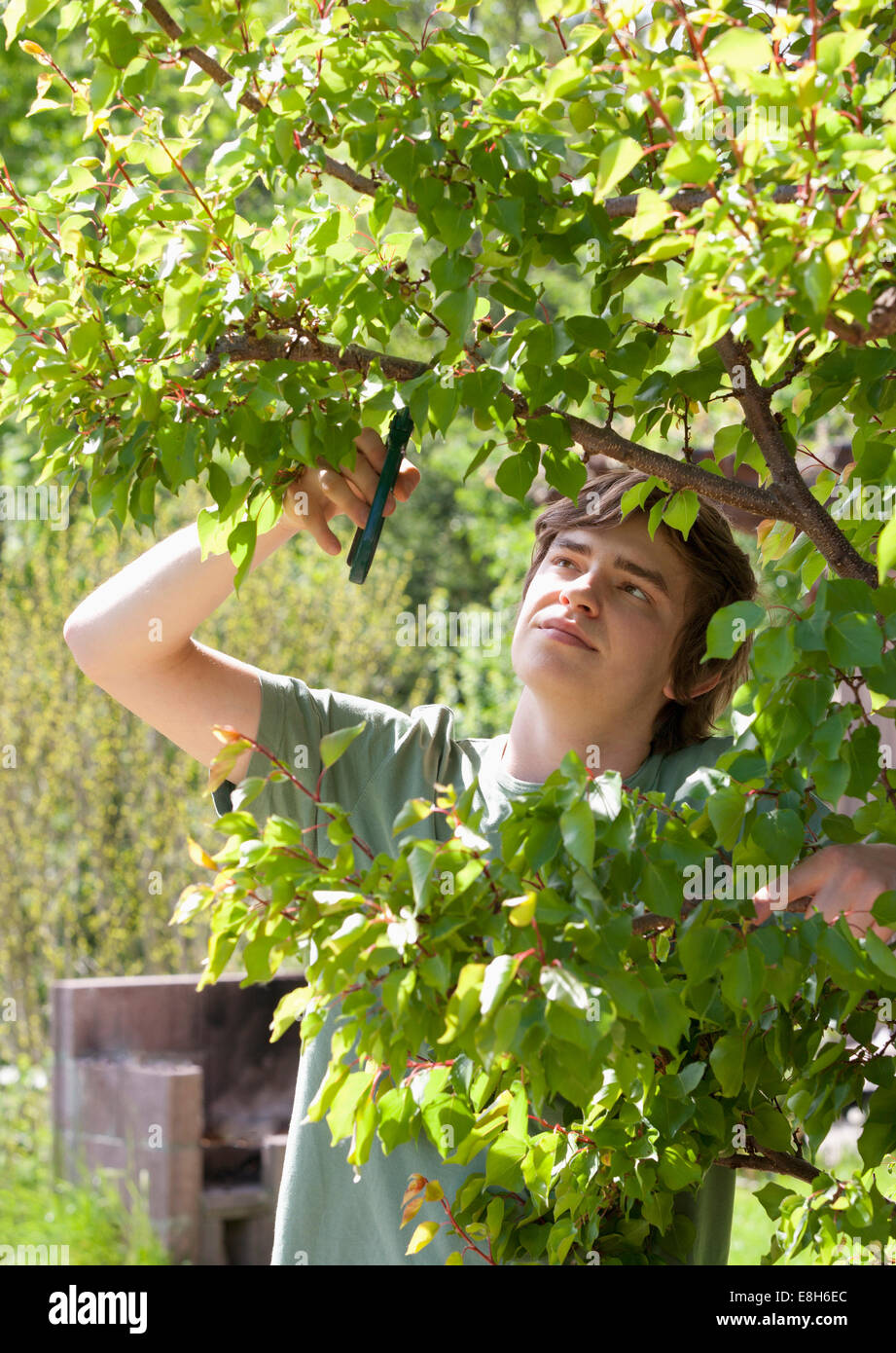 Portrait of a young man trimming apricot tree Stock Photo