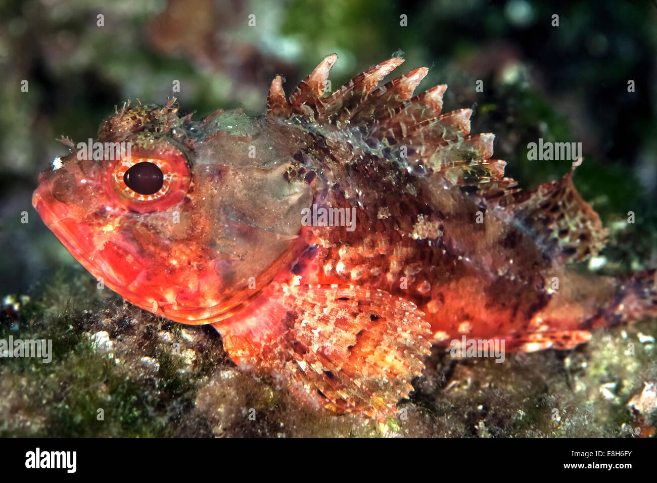 Croatia, Small red scorpionfish, Scorpaena notata Stock Photo
