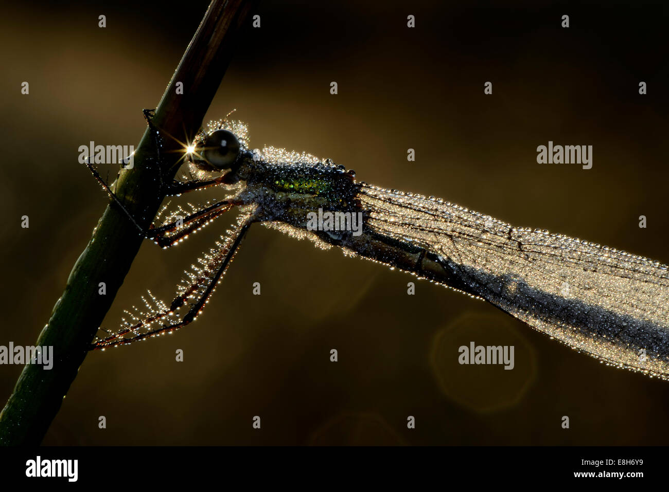 Wet Emerald Damselfly, Lestes sponsa, hanging on a blade Stock Photo ...