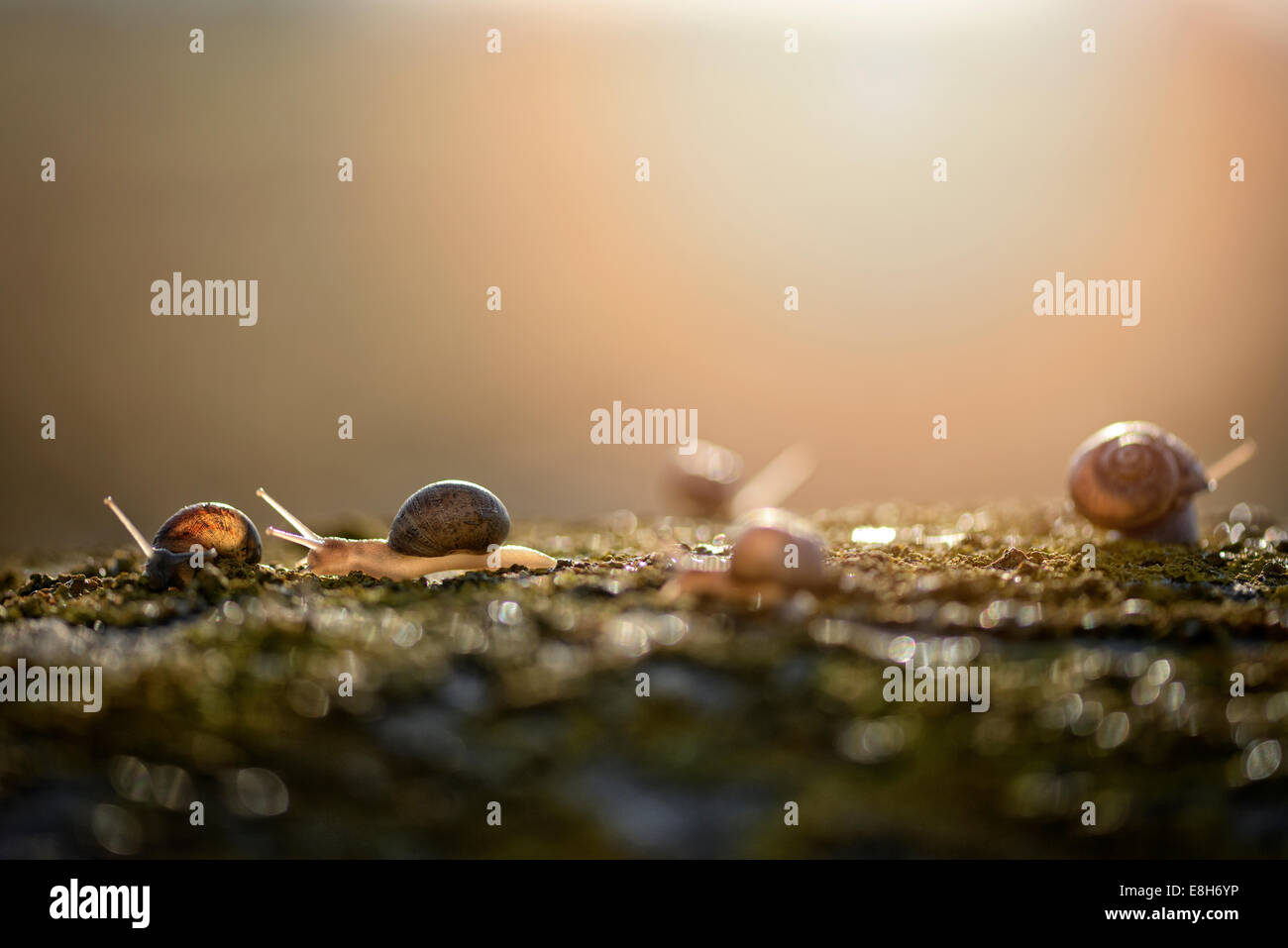 Five snails, Gastropoda Stock Photo