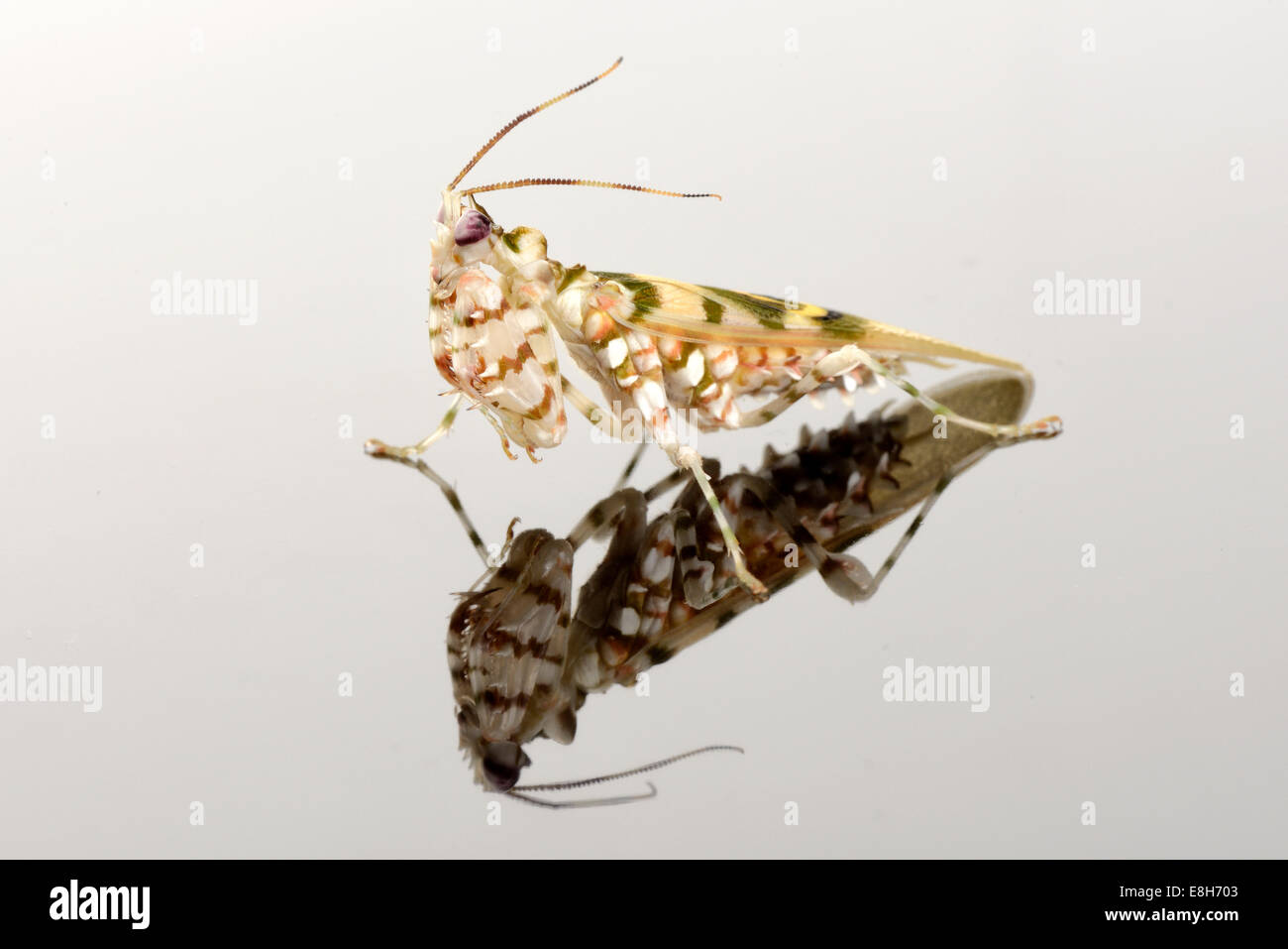 Spiny Flower Mantis, Pseudocreobotra wahlbergii, with mirror image Stock Photo