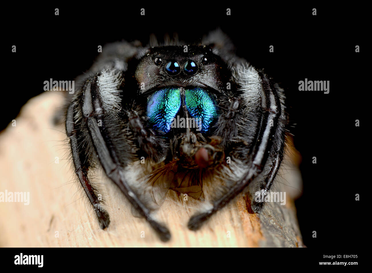 Regal jumping spider, Phidippus regius, with prey Stock Photo