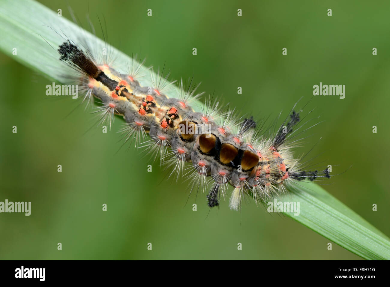 Caterpillar of Rusty Tussock Moth, Orgyia antiqua, on blade Stock Photo