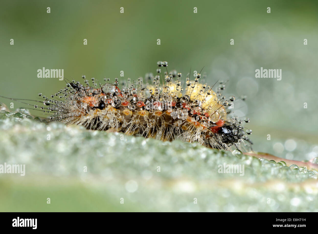 Wet caterpillar of Rusty Tussock Moth, Orgyia antiqua Stock Photo
