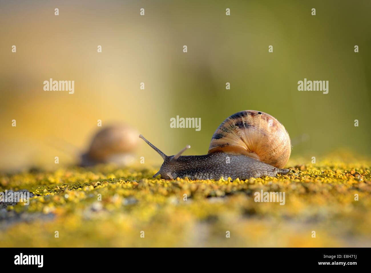 Snail, Gastropoda, with shell Stock Photo