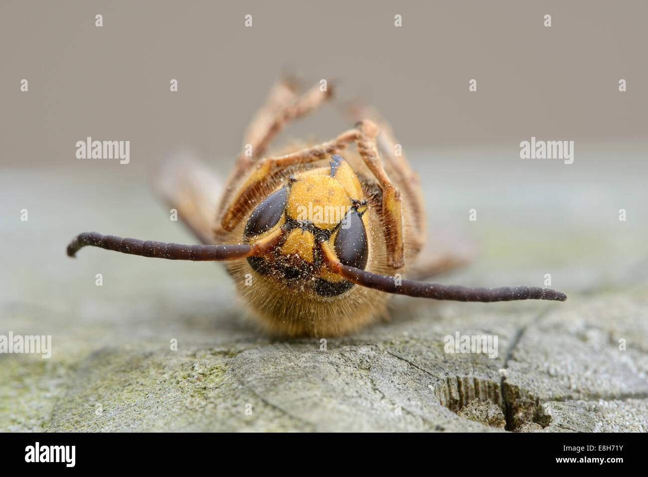 Dead European hornet, Vespa crabro, lying on back Stock Photo