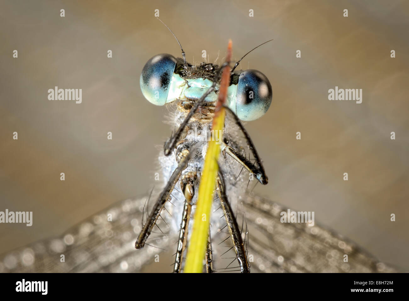 Portrait of Emerald damselfly, Lestes sponsa Stock Photo - Alamy