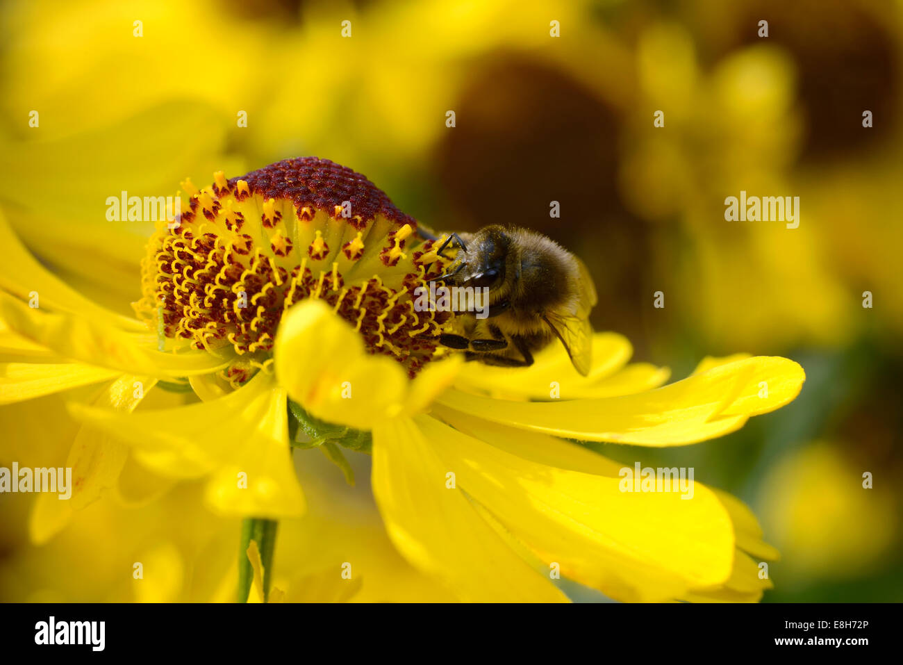 Blossom of sneezeweed, Helenium, with insect Stock Photo