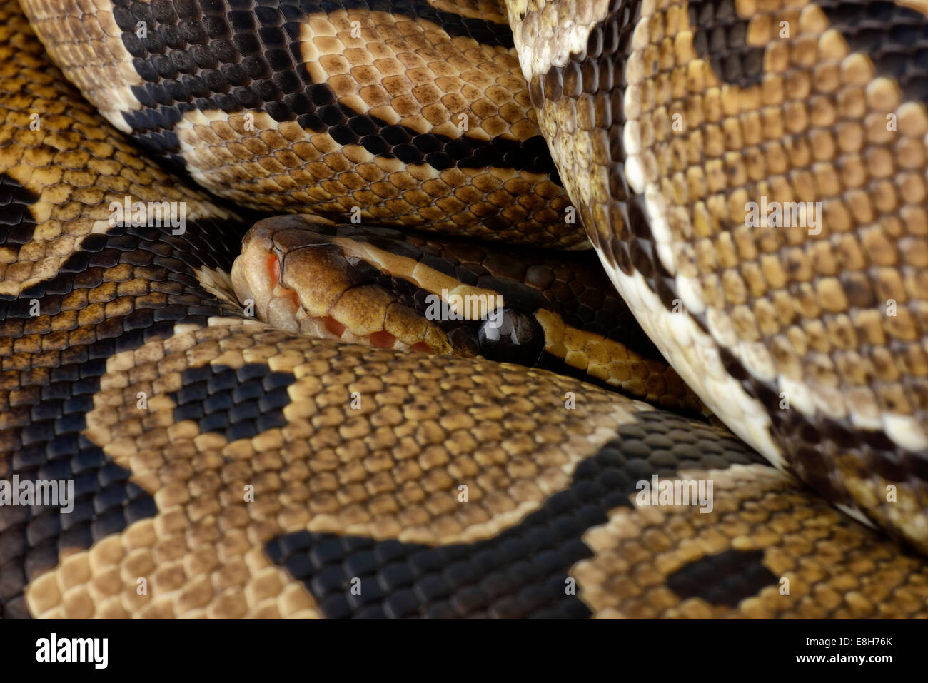 Royal Python, Python regius, partial view Stock Photo