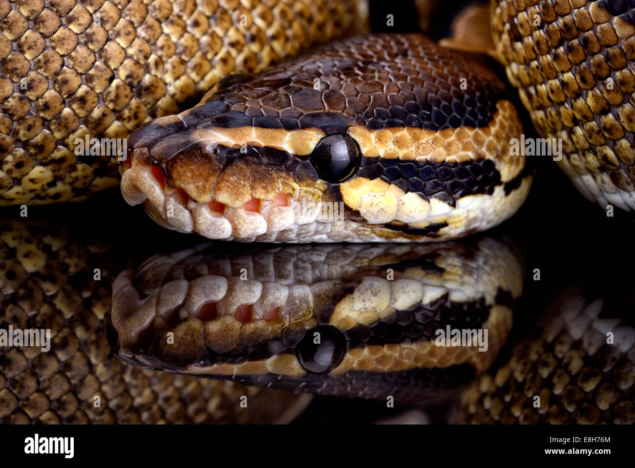 Royal Python, Python regius, partial view Stock Photo