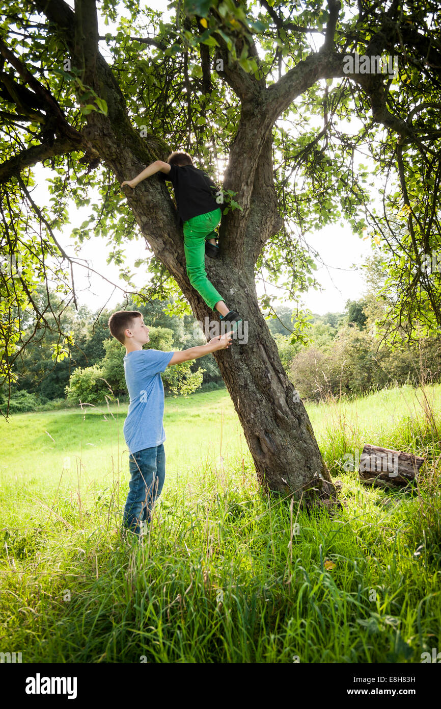 Boy helping his friend to climb down a tree Stock Photo Alamy