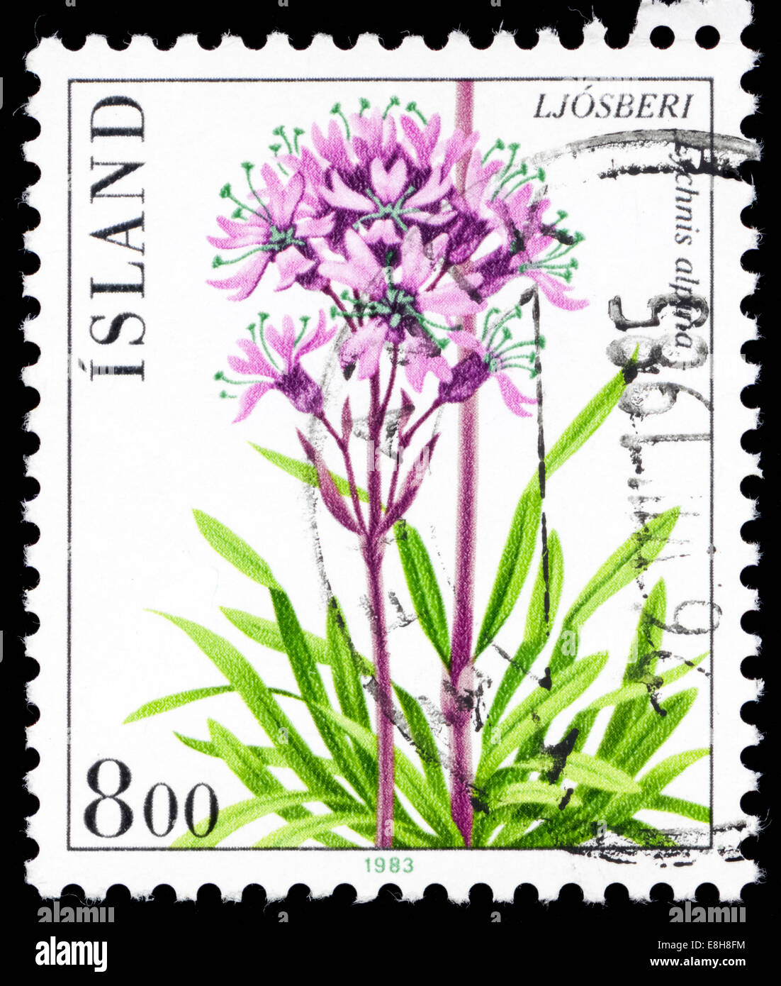 Postmarked stamp from Iceland in the Flowers series issued in 1983 Stock Photo