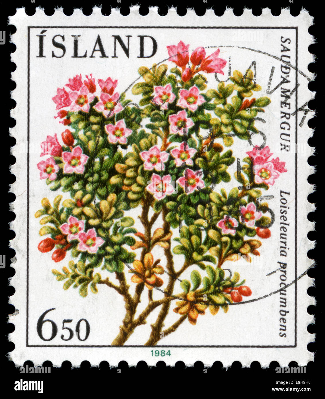 Iceland stamp depicting native plant loiseleuria procumbens (Alpine azalea) Stock Photo