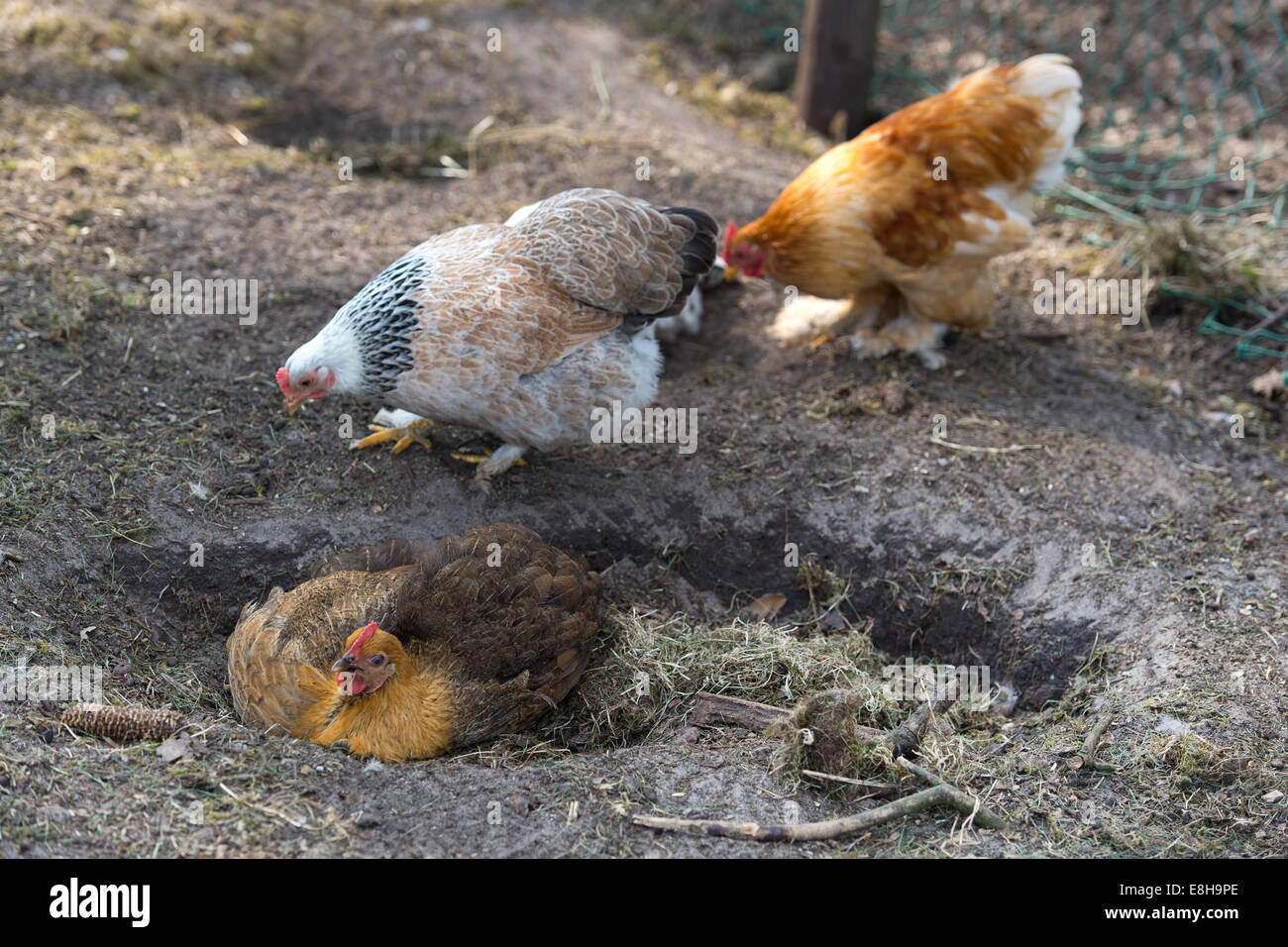 Natural chicken taking a dust bath in the coop Stock Photo