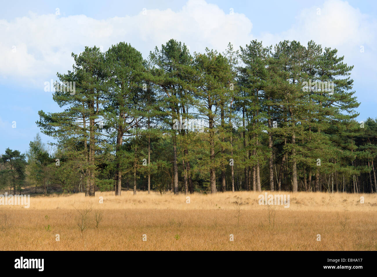 Landscape with group of pine trees Stock Photo Alamy