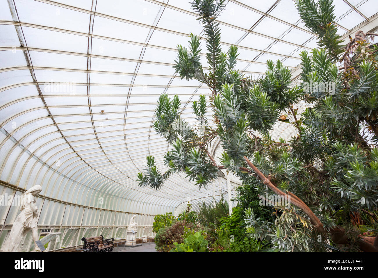Scotland, Glasgow, Botanic Gardens, Kibble Palace Greenhouse Stock